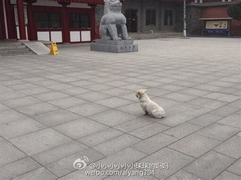 埋葬動物功德|慈悲方便！對於在菜市場上等待宰殺的小動物、路邊死去的小貓小。